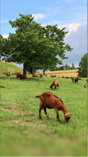 LES PRODUITS DE LA FERME cover